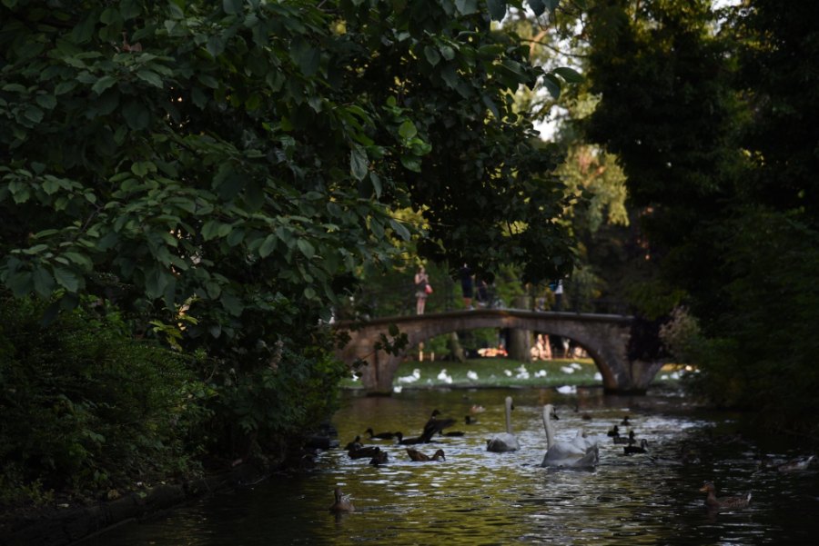 Swans and ducks below a stone bridge on a tree-shaded canal in Bruges