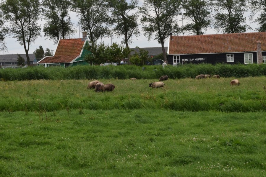Sheep grazing in a green meadow in front of wooden houses at the Zaanse Schans