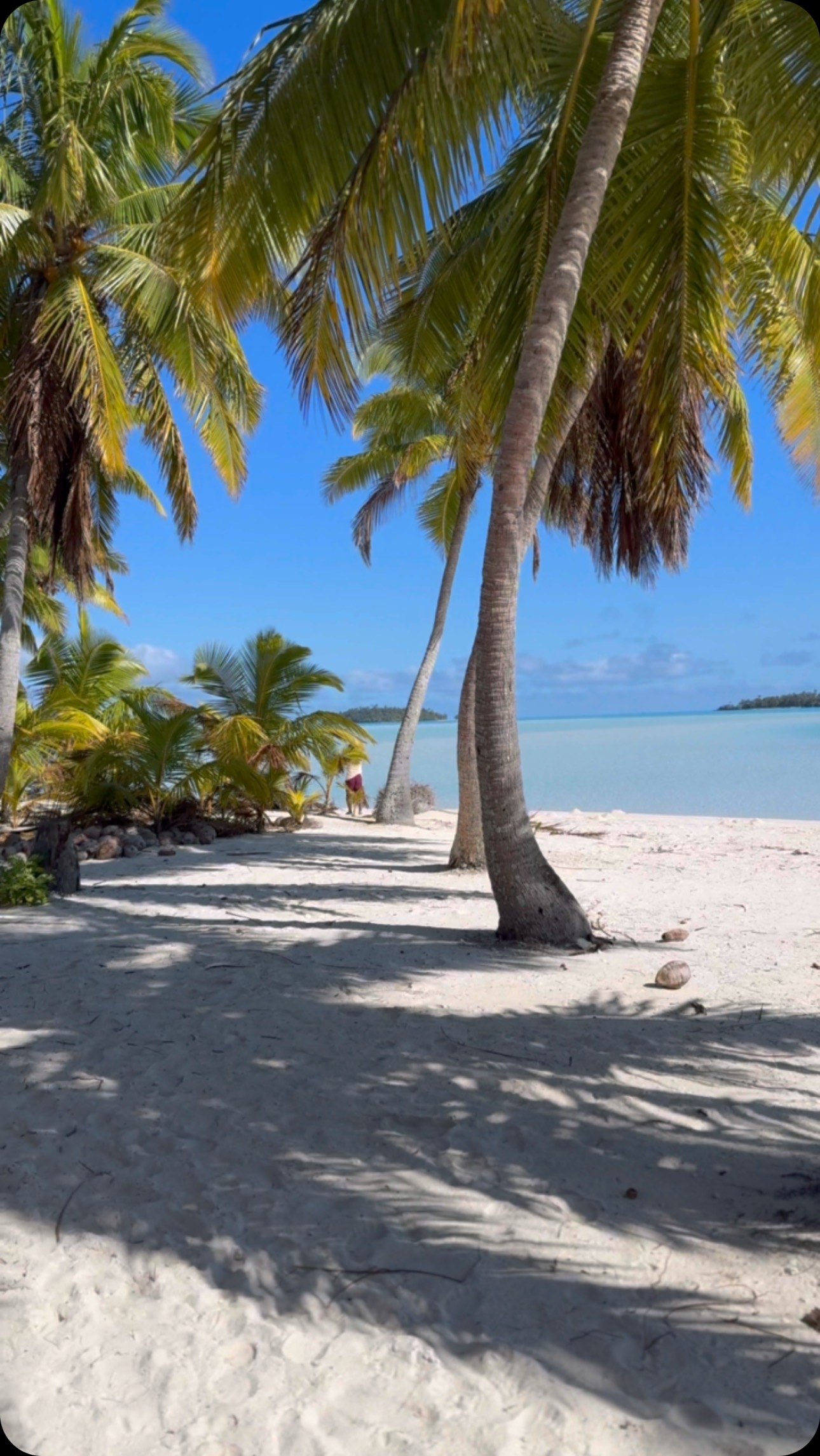 Palms leaning over the white sand of One Foot Island, with the pale lagoon beyond