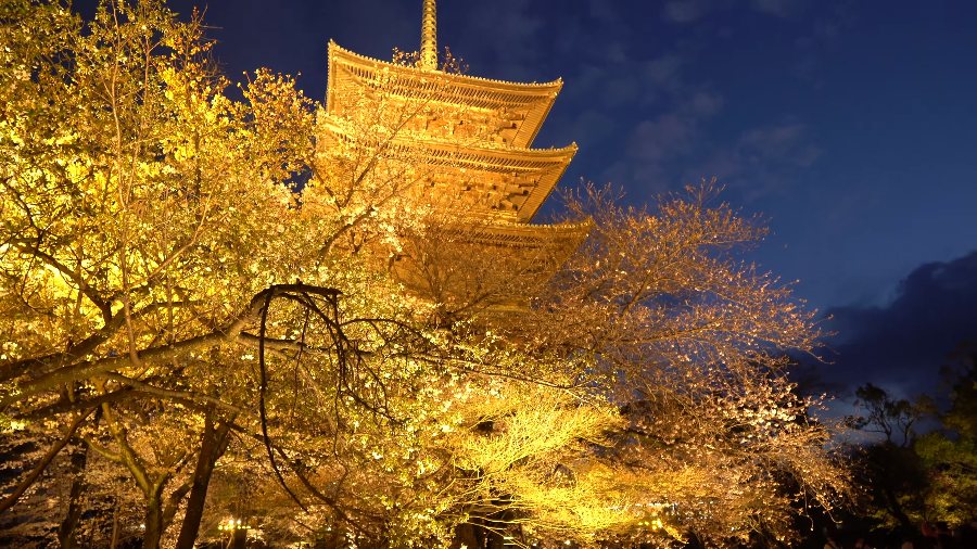 Tō-ji's five-storey pagoda above cherry trees lit gold at night