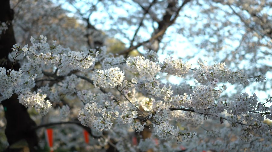 Cherry blossom in full bloom against the sky in Ueno Park