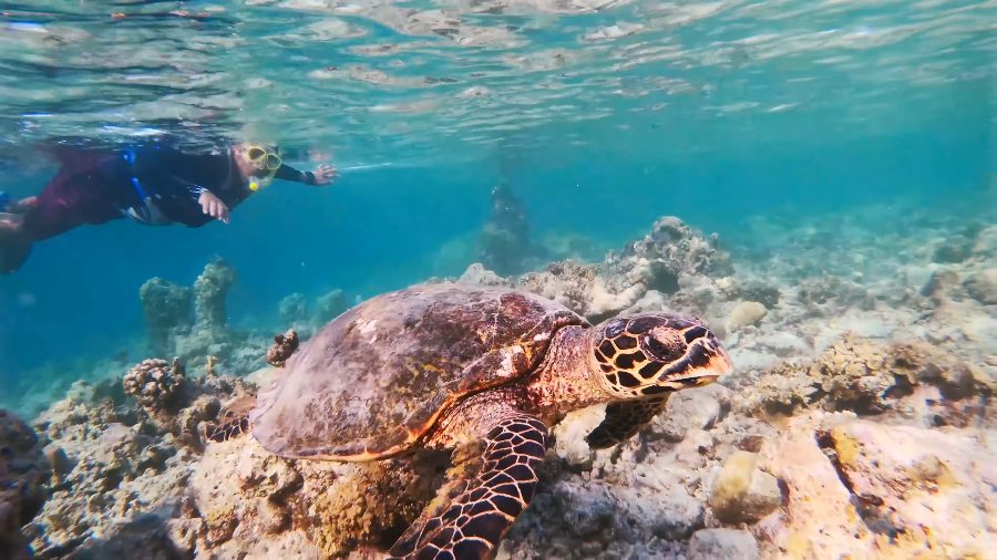 A turtle on the reef with a snorkeller above