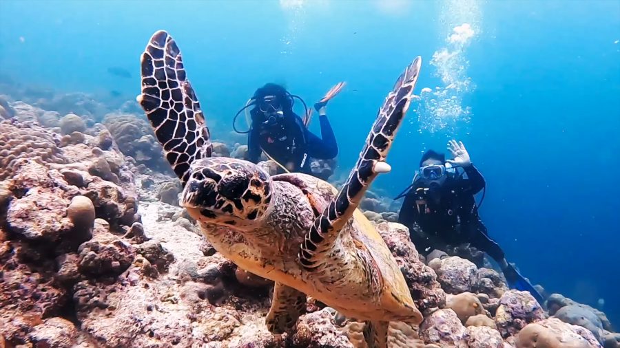 A hawksbill turtle swimming toward the camera with Meenu and Praddy diving behind it