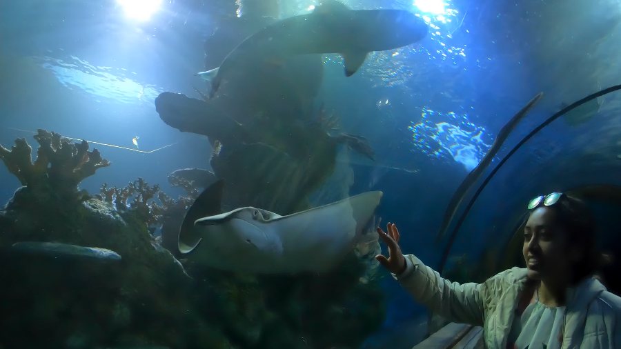 Meenu in the aquarium's glass tunnel as a ray swims past overhead