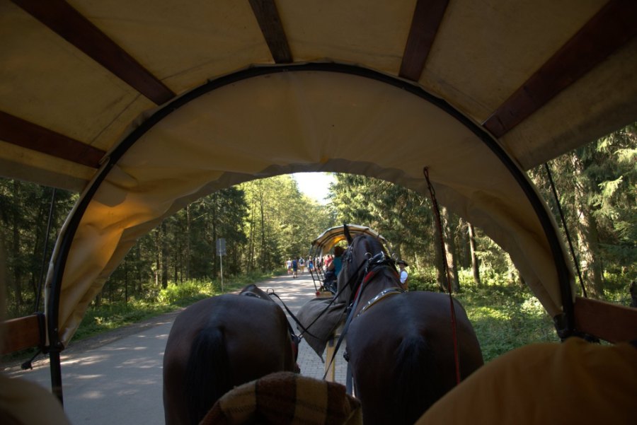 Looking out from inside a covered wagon at two horses pulling it up a forest road