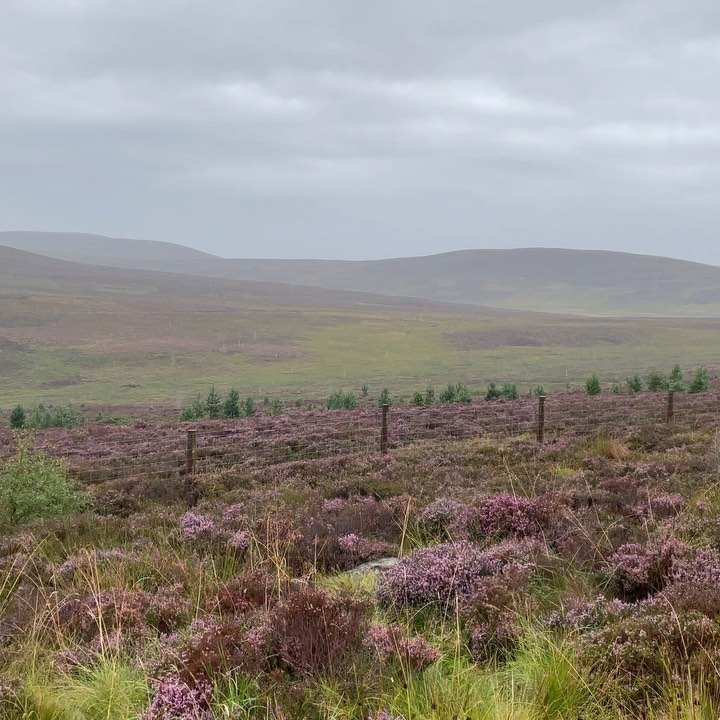 Moorland purple with heather, rolling away to grey-green hills under a low sky