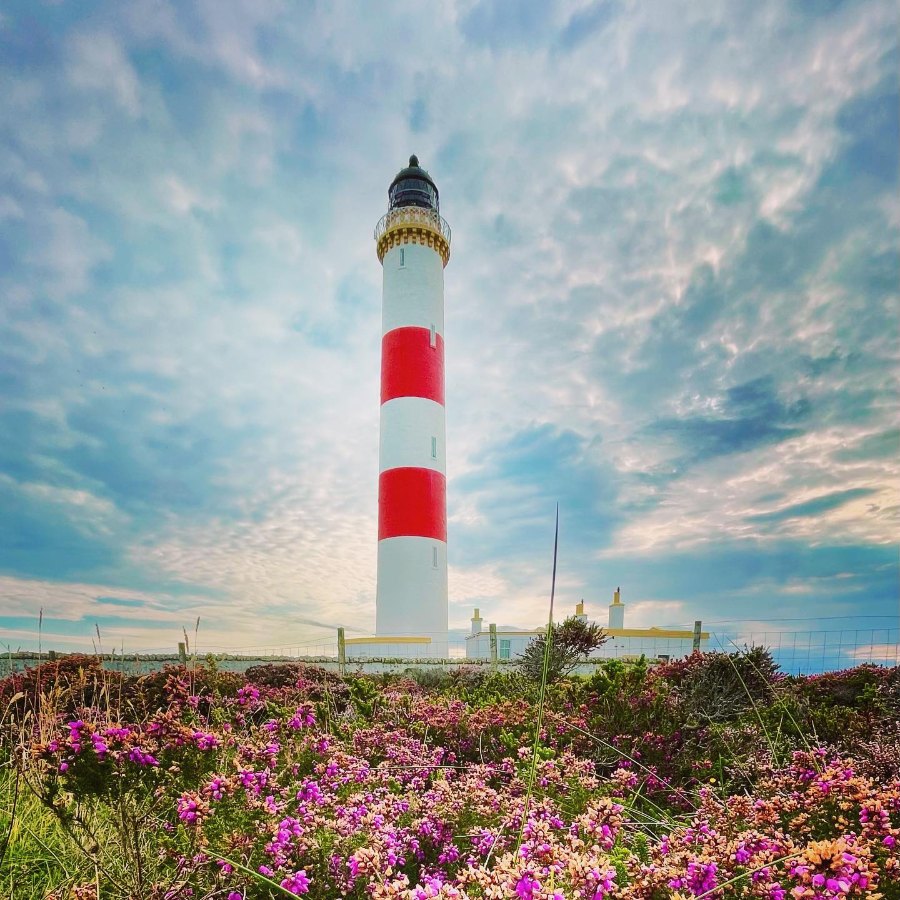 Tarbat Ness lighthouse, banded red and white, above a field of purple heather