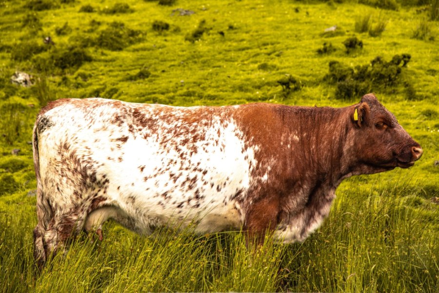 A brown and white cow grazing in long green grass on Skye