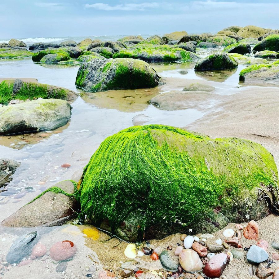 Rocks covered in bright green weed in a rock pool on Stonehaven beach