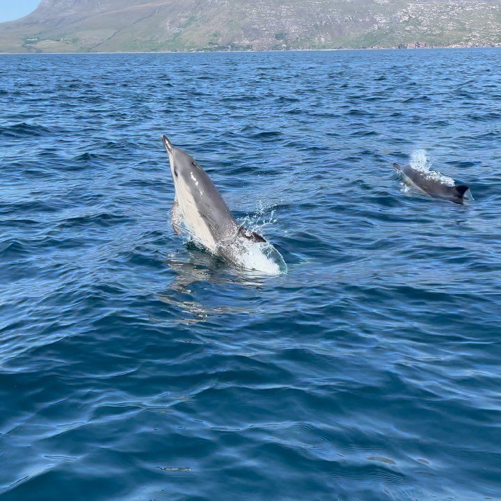 A dolphin leaping clear of the blue water, with another surfacing behind it