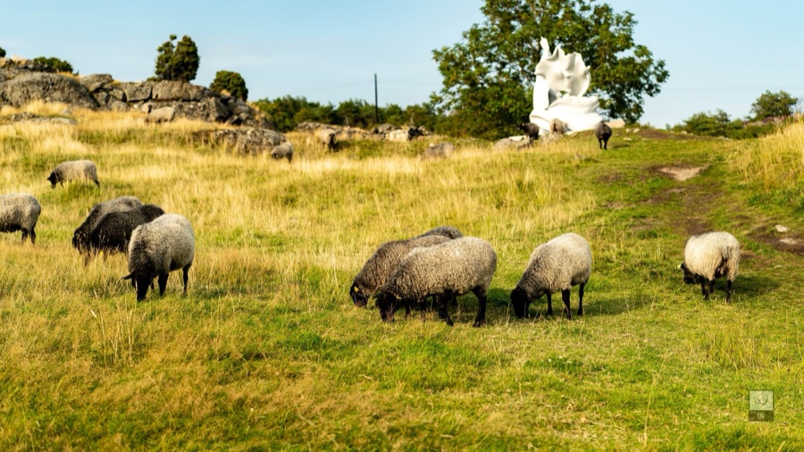 Sheep grazing in the long grass, with Anna in the distance